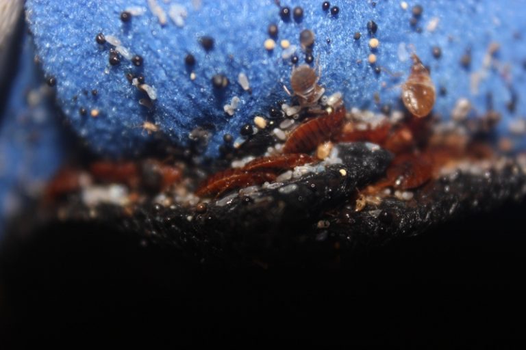 Bed Bug fumigation in Harrow Pest Control specialists London